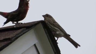 House finch courtship dance [upl. by Francie854]