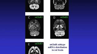 amino acid neurotransmitters [upl. by Mihalco]