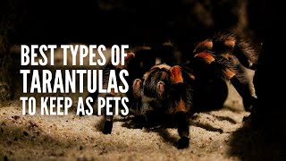 Types of Tarantulas The 20 Best Tarantulas to Keep as Pets [upl. by Yaras]