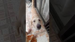 loveanimals careforanimals respectanimals dogs goldenretriever views trending shorts likes [upl. by Bond]