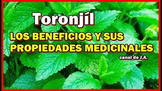 TORONJIL LOS BENEFICIOS Y SUS PROPIEDADES MEDICINALES [upl. by Ennaej574]