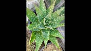 Aloe Maculata nature shorts [upl. by Rabjohn]