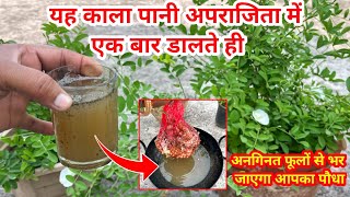 अपराजिता की हर समस्या का एक ही समाधान  Butterfly Pea Plant Care amp Growing Tips in Hindi  Care Tips [upl. by Atteuqihc871]