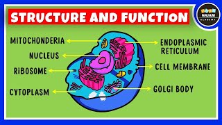 Structure and Function of a Cell  Cell Organelles  Biology [upl. by Asilanna]