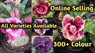 🤑Adeniums The Wholesale amp Retail Revolution 🥳 Online Selling 🌱 300Calour gardenofKolkata01🪴 [upl. by Iasi]