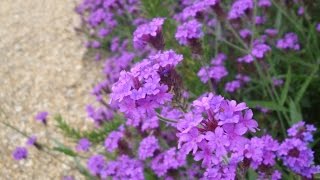 Why you should grow Verbena rigida [upl. by Ysnat]