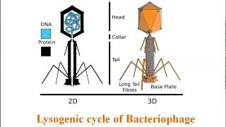 Lysogenic cycle of Bacteriophage [upl. by Jami]