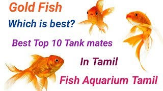 Top 10 Best Tank mates of Gold Fish தங்க மீன் கூட சேர்த்து விடகூடிய மீன் எது   Fish Aquarium Tamil [upl. by Nyleuqcaj]