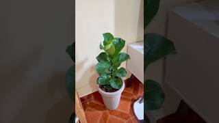 Como plantei minha Ficus Lyrata [upl. by Bartram]