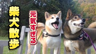 元気すぎる柴犬だいずampこっちゃんの散歩とお出かけ！かなやま湖は景色最高！ [upl. by Karola]