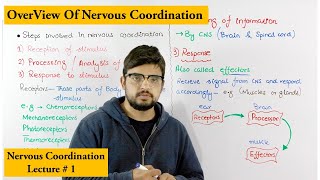 Nervous Coordination Steps involved in nervous coordination [upl. by Navarro81]