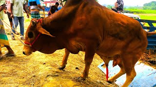 cow unloading cow videos cow video animal cow big cow goru hamba cow Ep31 [upl. by Stauffer]