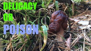 Gyromitra false morel delicacy or poison How to cook properly [upl. by Dumas]