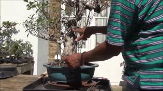 Bonsai Specimen Ficus Retusa  Bonsai Tiger Bark Ficus clean up  Part 1 by Iqbal Khan [upl. by Llywellyn]