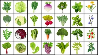 🌱 50 Leafy Vegetables Names in English  Leafy Vegetables Drawing with Name [upl. by Enahsed]