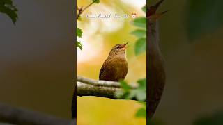 Natures Beautiful Alarm Clock ⏰🥵 wildlife shorts animated  wildlife short videoshorts birds [upl. by Novelc]