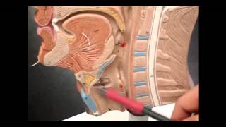 structure of epiglottis amp glottis [upl. by Ahsieni]