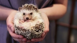 OWNING A PET HEDGEHOG FACTS  UPDATED [upl. by Nnair]