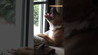 Pit Bull Screams Like A Person When Hes Happy  The Dodo [upl. by Jannel]