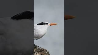 arctic tern [upl. by Hilario651]