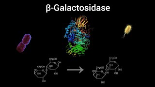 betaGalactosidase Enzyme  Function [upl. by Alliuqal935]