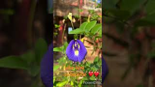 Beautiful Shankhpushpi flower  Clitoria ternatea  shorts [upl. by Iphlgenia]