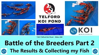 TKP Telford Koi Pond  Video 200  Battle of the Koi Breeders Part 2  Results amp the Fish koi [upl. by Savannah66]