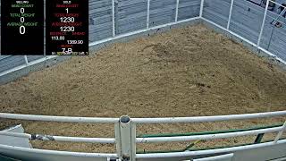 Everson Auction Market Live Stream 1192024 [upl. by Laroc]