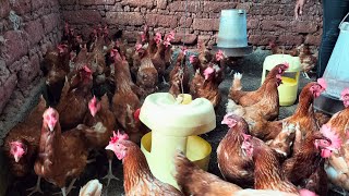 HOW TO MAKE MILLIONS WITH POULTRY FARMING [upl. by Tlok30]