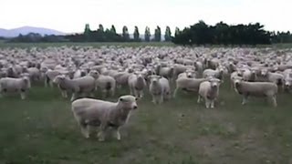 Sheep flock together in a viral protest [upl. by Apostles773]