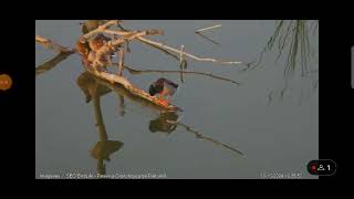 Ánades y garceta Webcam laguna Riet Vell seobirdlife [upl. by Rehpotsrihc]