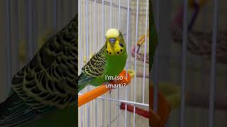 Happy Bird Come Here  Boba the Budgie  Talking Parakeet [upl. by Airebma459]