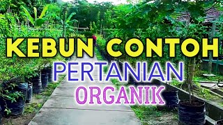 CONTOH KONSEP KEBUN ORGANIK [upl. by Ginsburg797]