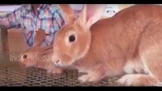 Rabbit breeds and Rabbit rearing Kerala  Buy Best Quality Rabbit Breeds [upl. by Sherwin]