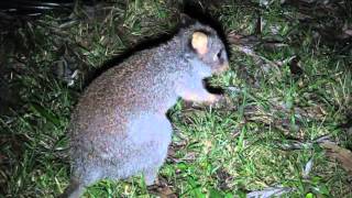 Rufous Bettong stalking NSW [upl. by Ednew]