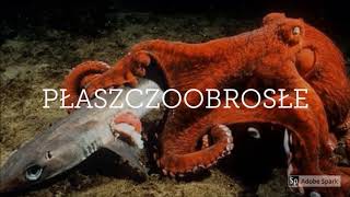 Głowonogi  Inteligentne Mięczaki Cephalopods  Intelligent Molluscs [upl. by Johny]