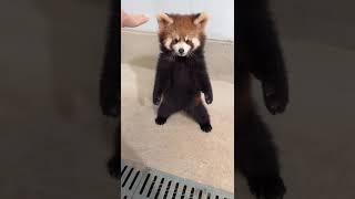 Cuteness Overload Baby Red Pandas in Action [upl. by Ahsinhoj]