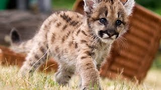 ADORABLE Baby Puma Cub [upl. by Matt861]