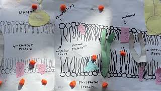 Cell Transport Passive Transport  Simple Diffusion [upl. by Treborsemaj]