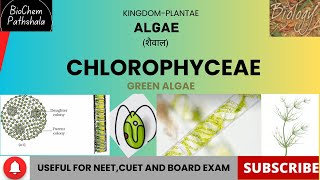 BIO 13 Chlorophyceae Algae [upl. by Eendys]