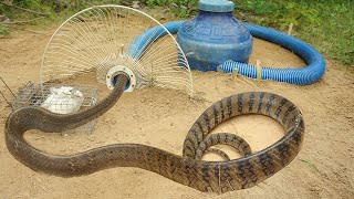 How to catch snake by trap  Easy snake trap work 100 [upl. by Kinsler549]