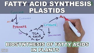 Fatty Acid Synthesis in Plastids [upl. by Aitnas]