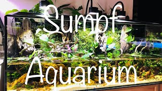 Mein SumpfAquarium super interessant zu beobachten aquaristik [upl. by Adnwahsor431]