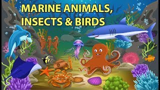 Sea Animals Insects and Birds Names and Sounds [upl. by Coyle720]