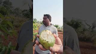 Taiwan Goa Vel Danda local Jilla Nagar Kurnool organic Rajasthan rate [upl. by Maclaine]