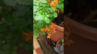 Secret of Growing Flowering Plants balconygardening floweringplants terracegarden [upl. by Sillyrama235]