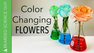 Color Changing Flowers Experiment Biology [upl. by Aikemal]