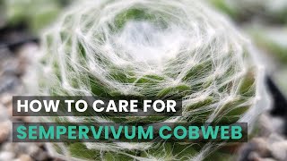 BEST TIPS  HOW TO CARE FOR SEMPERVIVUM COBWEB HENS AND CHICKS  SEMPERVIVUM ARACHNOIDEUM [upl. by Haland]