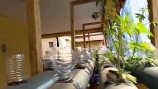 Aquaponic farming and fish breeding in Sierra Leone [upl. by Esmond691]