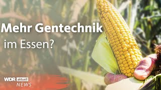 Gentechnik Mehr genetisch veränderte Lebensmittel in Europa  WDR aktuell [upl. by Meredith905]